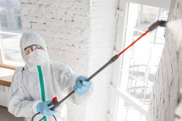 Reliable Thiells, NY Mold Removal Solutions